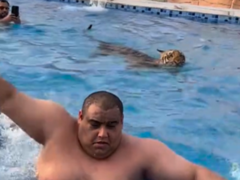 A man swimming away from tiger in pool