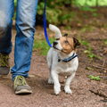 A man walks his dog on a leash at the park