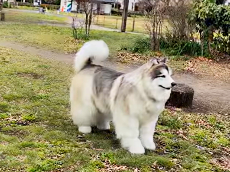 A man wearing a Collie dog costume