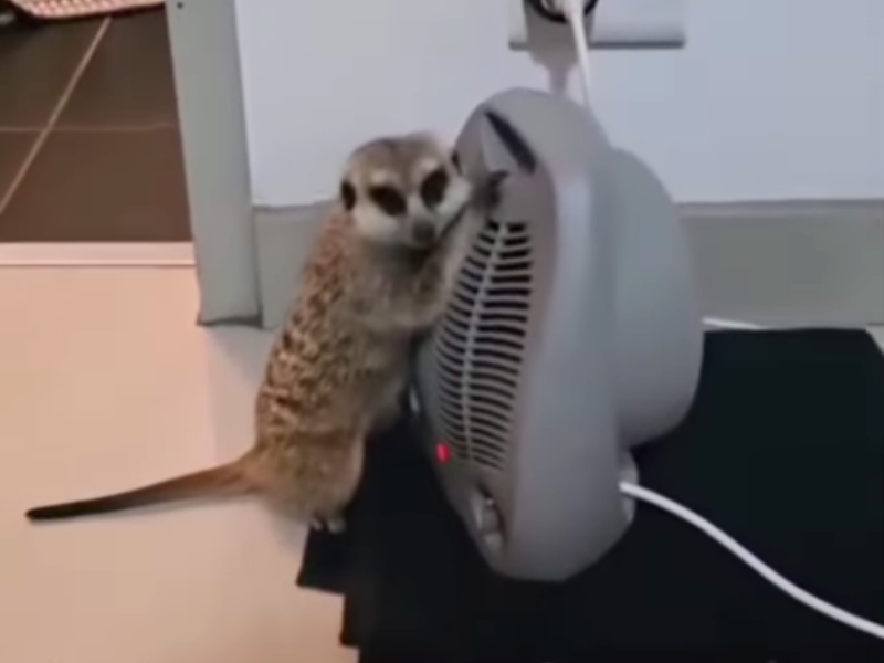 A meerkat warms itself up near a fan heater