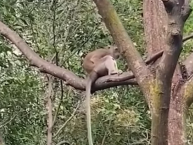 WATCH: A monkey kidnapped a two-week old puppy and held it hostage...