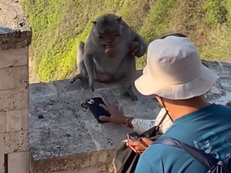 A monkey handing a phone back to a woman