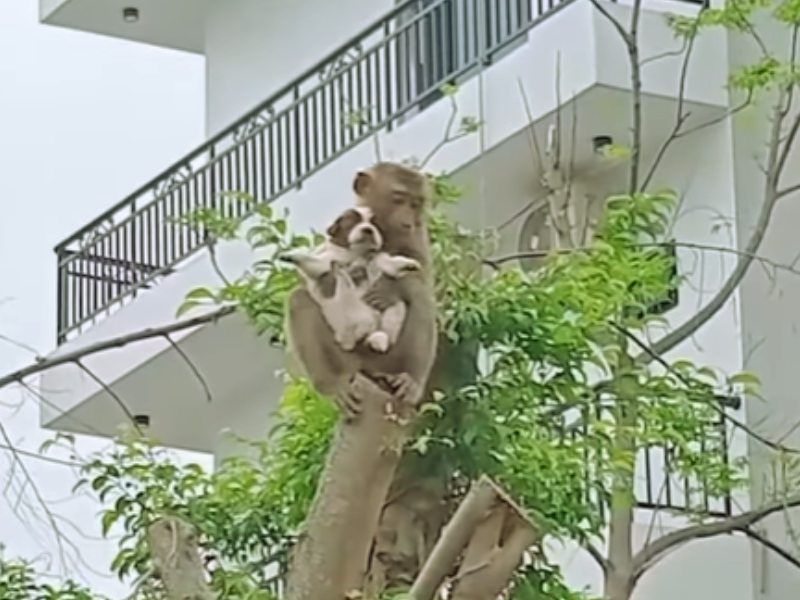 A monkey holds a puppy while sitting on a tree