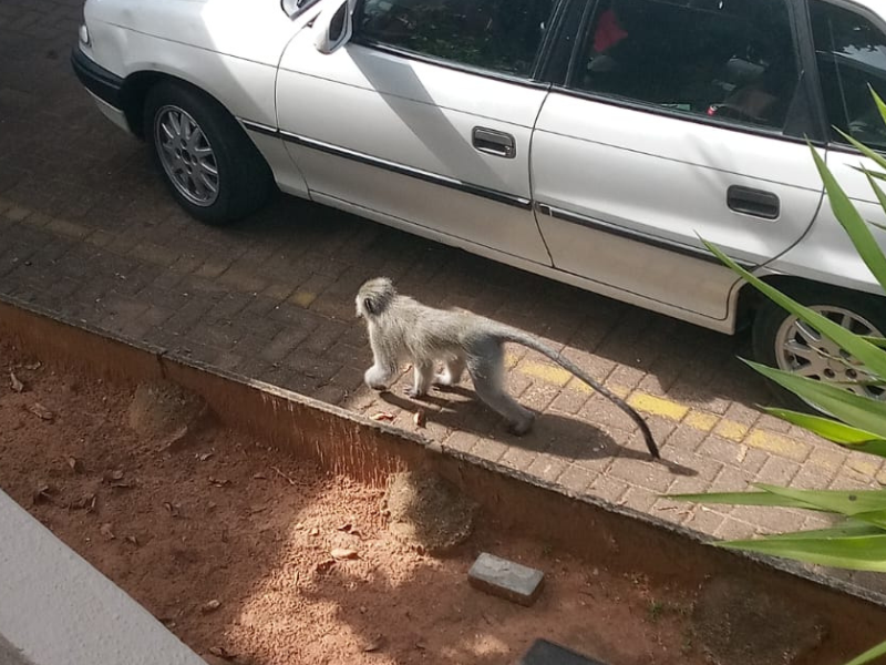 A monkey running around a residence in Johannesburg