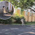A monkey running upright in a residential area of Durban