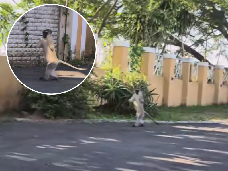 A monkey running upright in a residential area of Durban