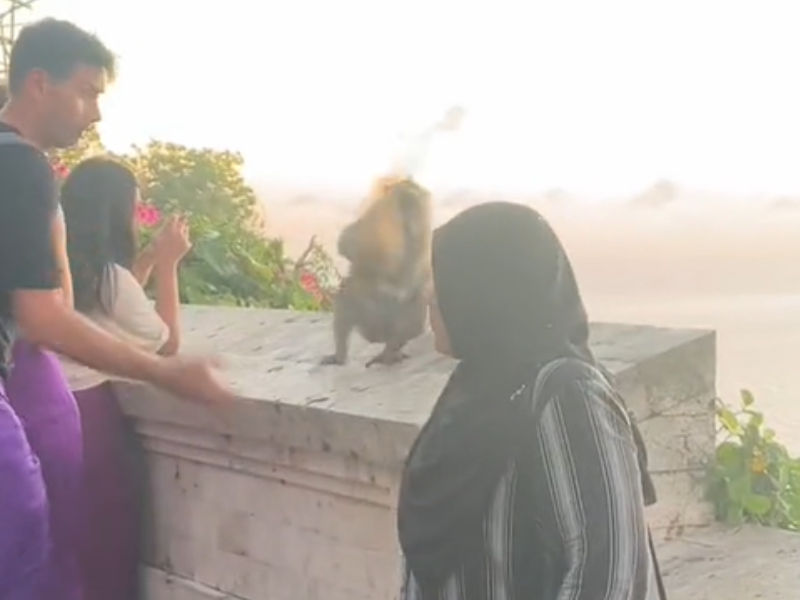 A monkey snatches a woman's handbag in Bali