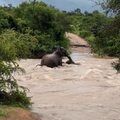 A mother elephant saves her calf from flooding river
