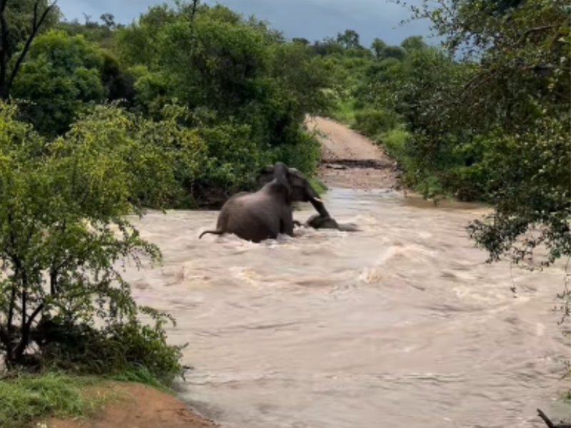 A mother elephant saves her calf from flooding river