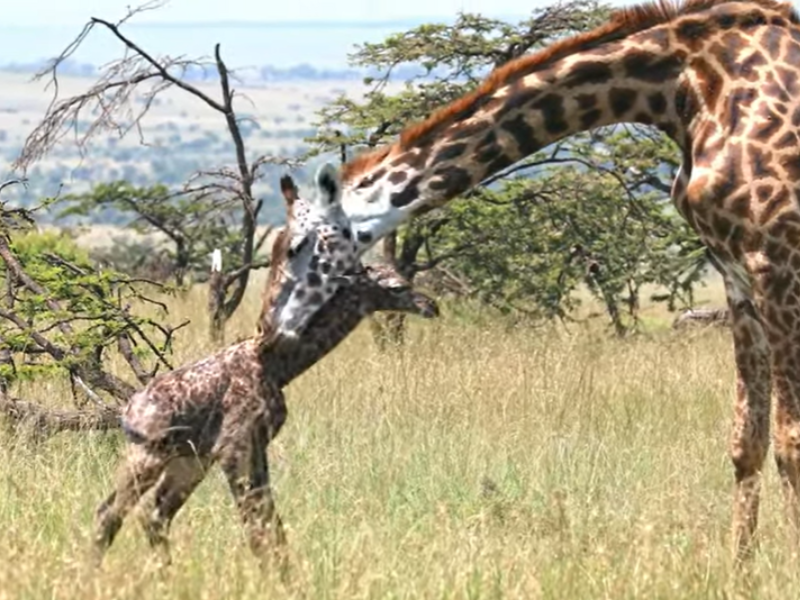 A mother giraffe helps her newborn