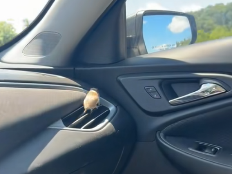 A mouse moves around the dash board of a car