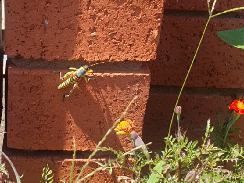 A multi-coloured African Locust