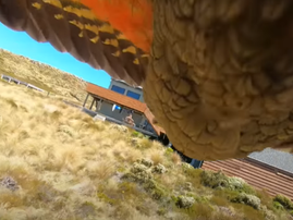 WATCH: Now you know, GoPro's are animal friendly, so says this parrot...