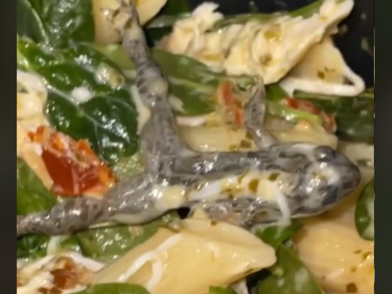 A pasta salad with a frog inside