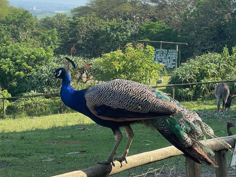 A peacock sitting on a wood top rail on a farm.png