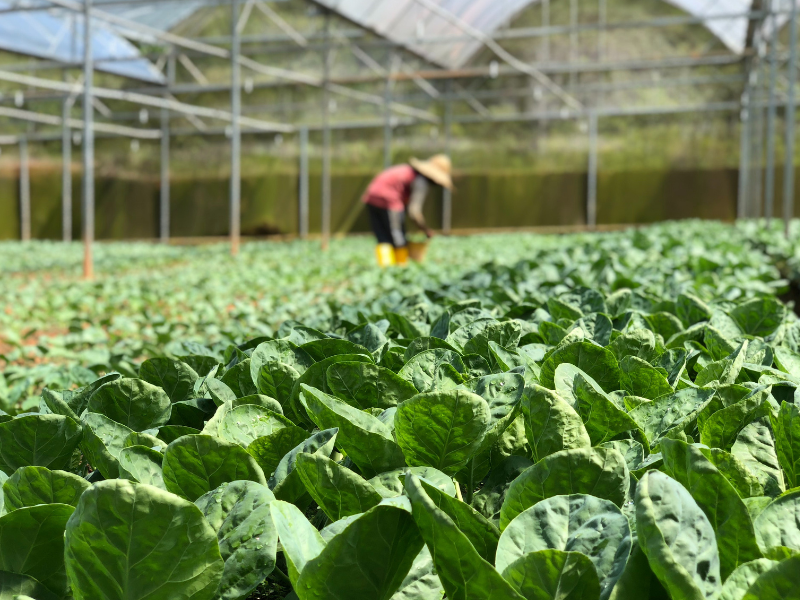 A person farming inside a green house
