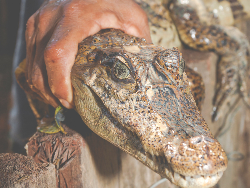 A person holding a brown crocodile