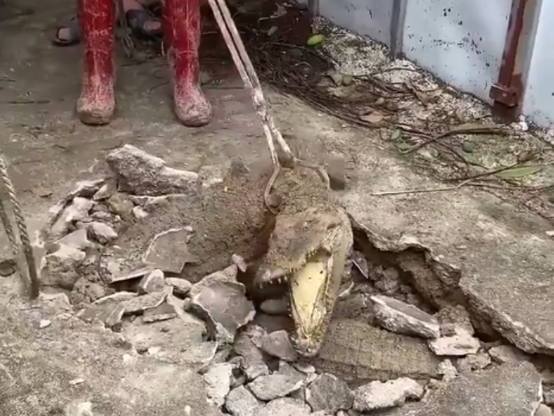 A person uses animal control pole to control a crocodile from underground