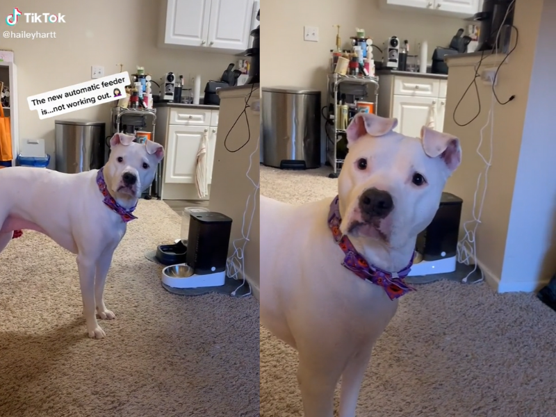 The other kind of parenting, a dog and her owner have a cute disagreement online