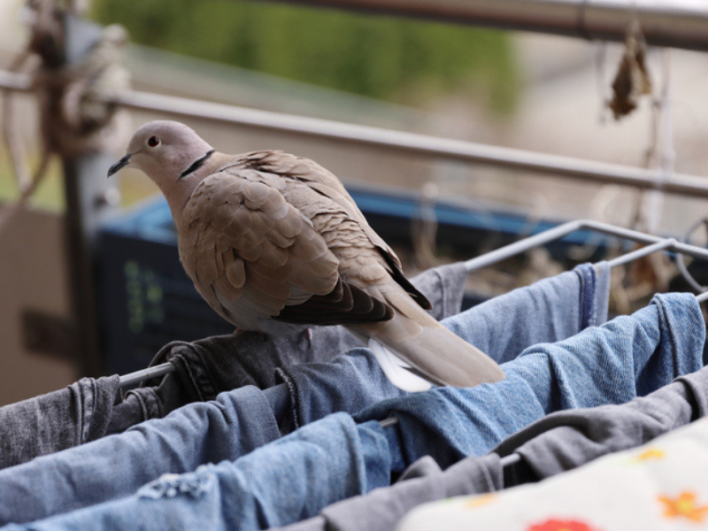 A pigeon walking over clothes on a clothes dryer