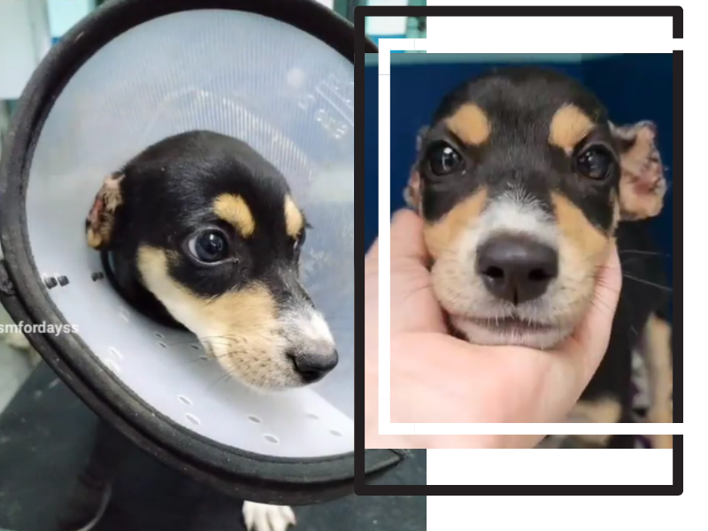 A puppy with a cone around her neck