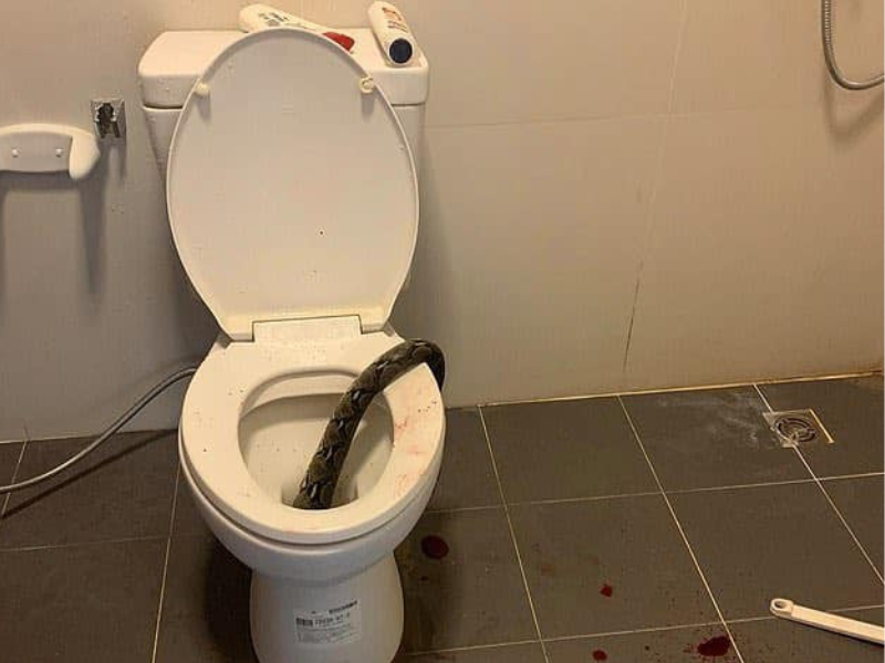 A python snake stuck inside a toilet
