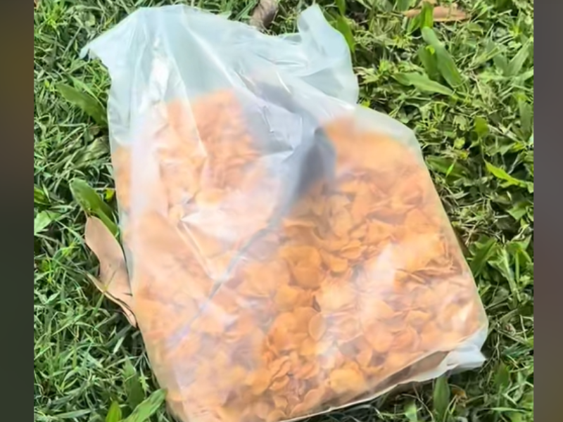 A rat inside a packet of cereal lying on the grass