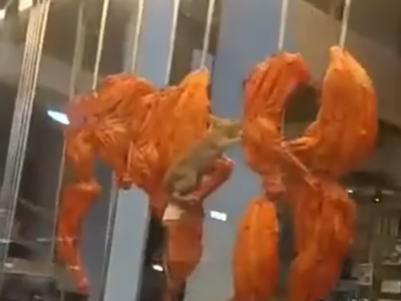 A rat munches on a chicken displayed on skewers at a restaurant