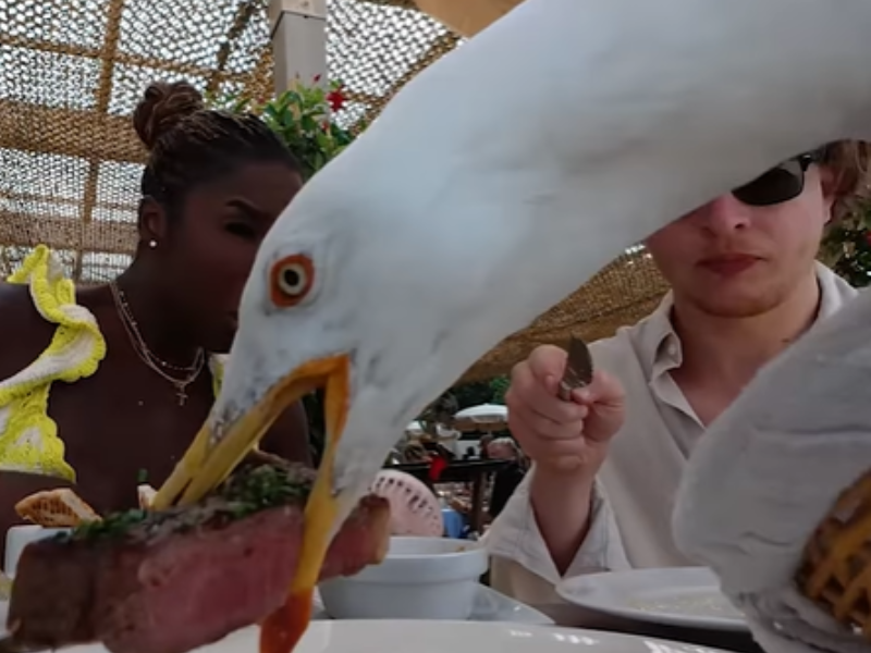 A seagull grabs a piece of steak from a restaurant table