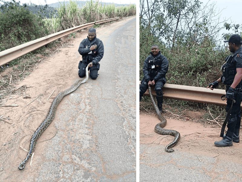 A security officer bows down to the ground and holds his palm on chest as he holds a large snake