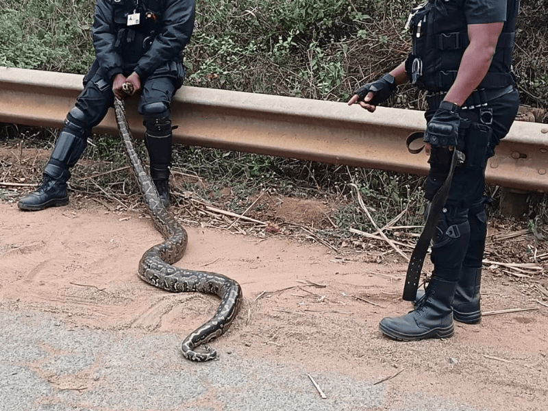 A security officer sits on a traffic barrier holding an African Rock Python