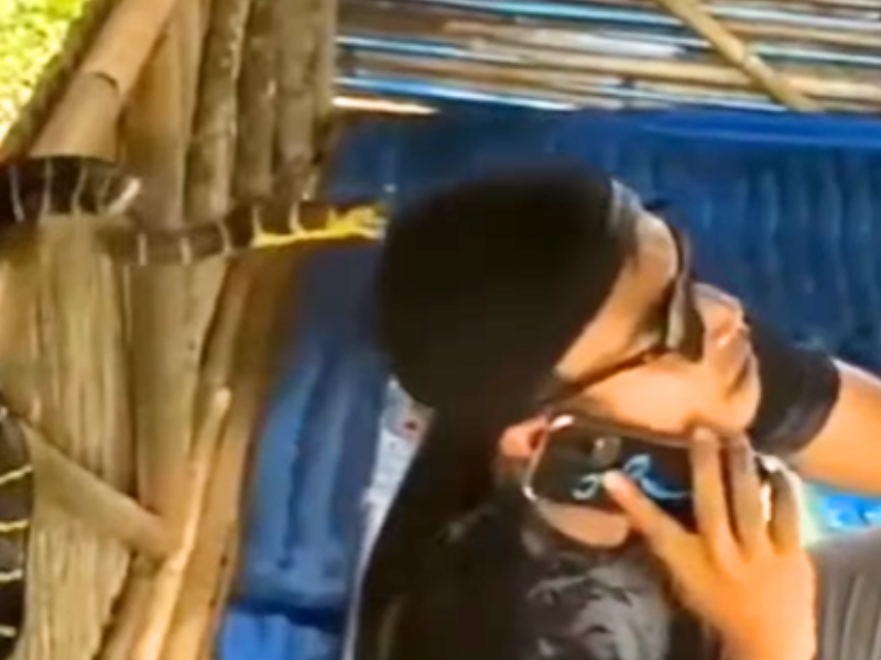 A snake grabs onto a mans cap