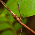 Stick insect camouflaged on branch