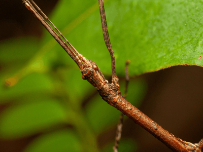 The giant South African stick insect that has the internet shook