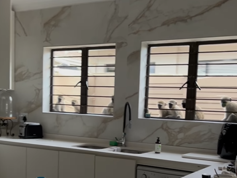 A troop of monkeys sitting a the kitchen window