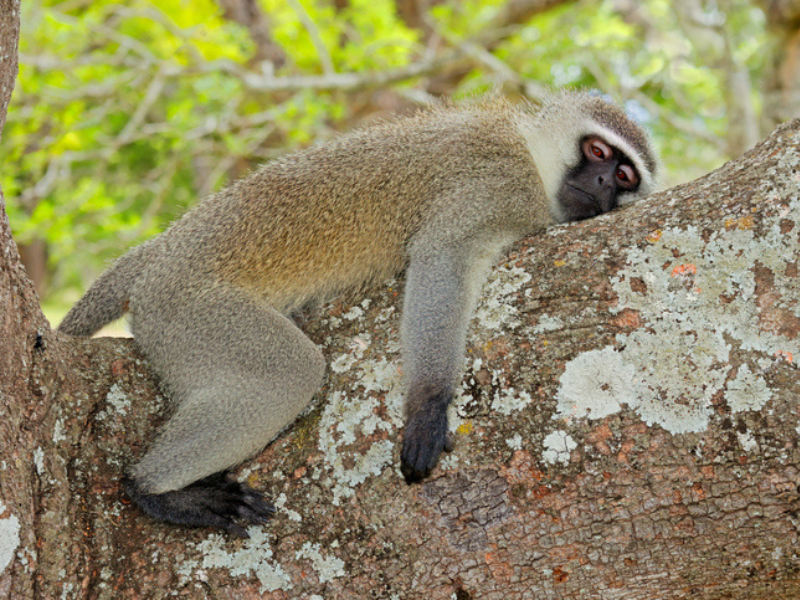 A vervet monkey resting on a tree at Kruger National Park South Africa