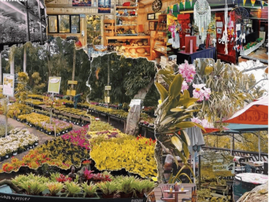 A view of the nursery and market at Illovo Nursery