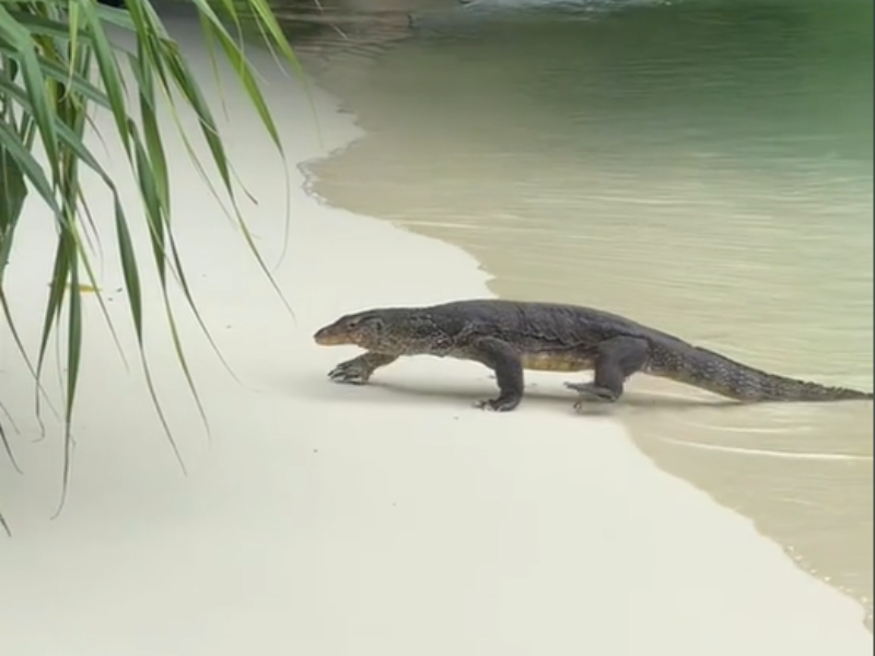 A water monitor walking out of a beach in Thailand