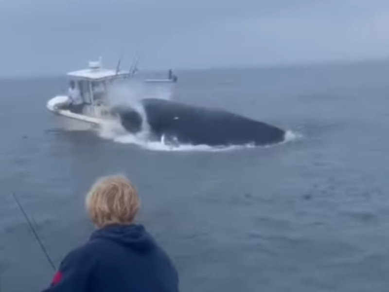 A whale crashes into a fishing boat