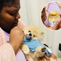 A woman feeds her dog baby food out of a jar