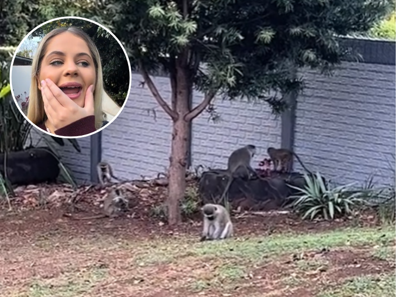 A woman is shocked when she sees a troop of monkeys in her garden