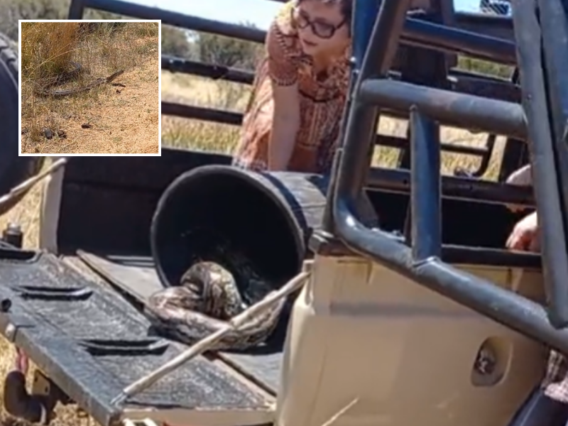 A woman pushes a python out of a bucket while standing at the back of bakkie