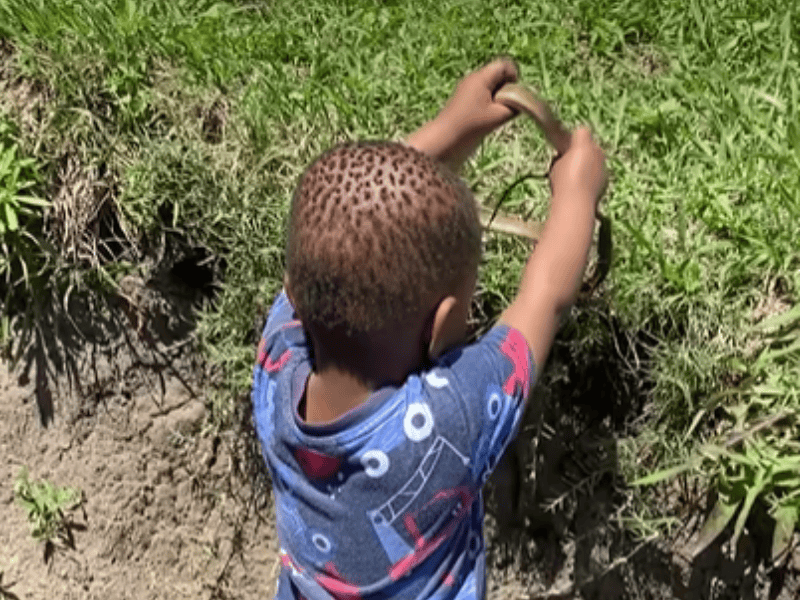 A young child holds a snake fearlessly