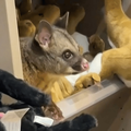 Adorable wild possum shelters with plush animal toys in airport shop