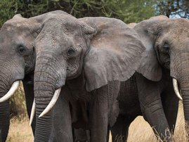 Elephants