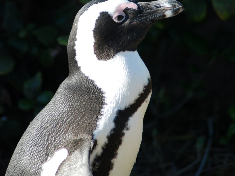African penguin