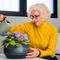 African violet plant