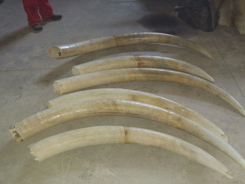 Elephant Tusks