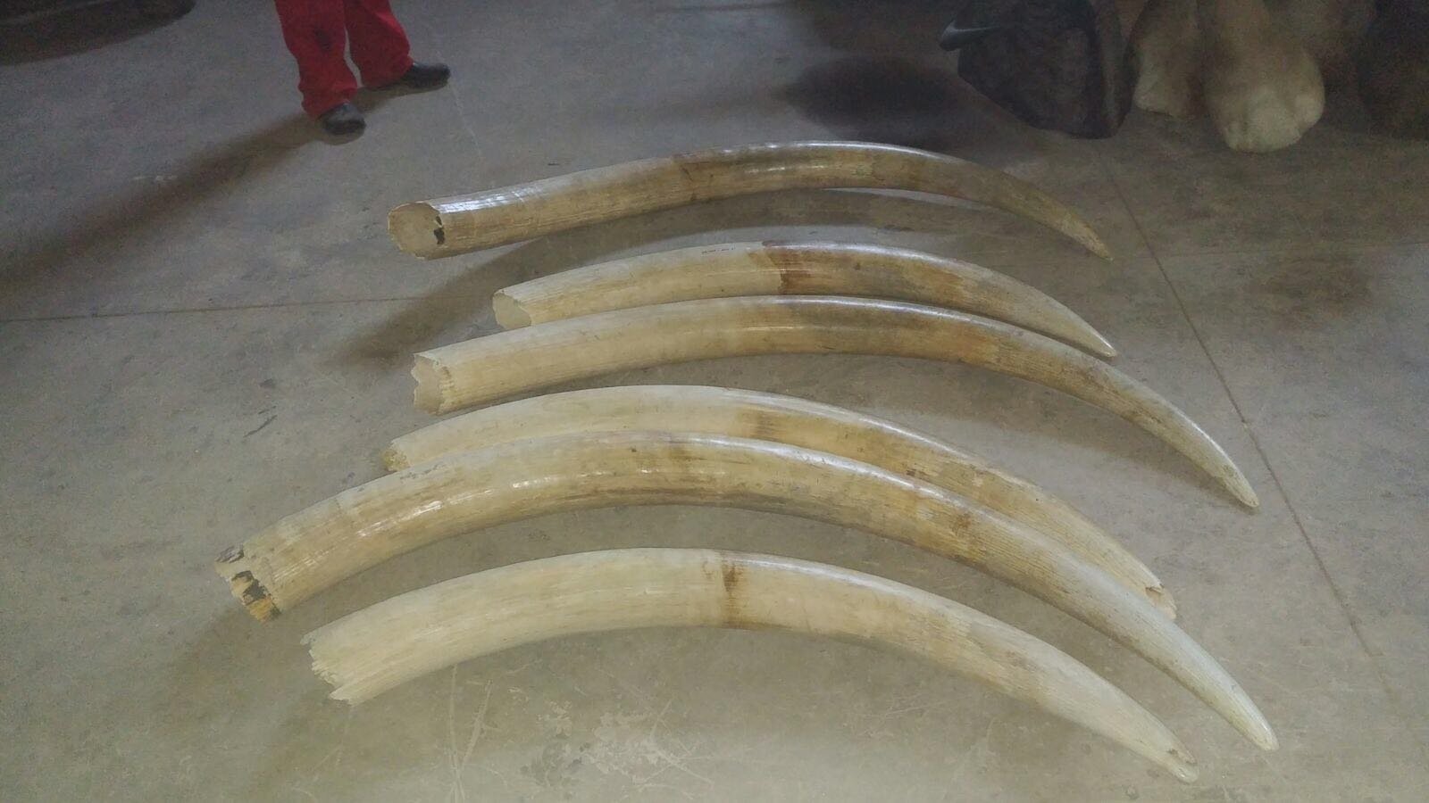 Elephant Tusks