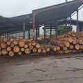 Akili Timber